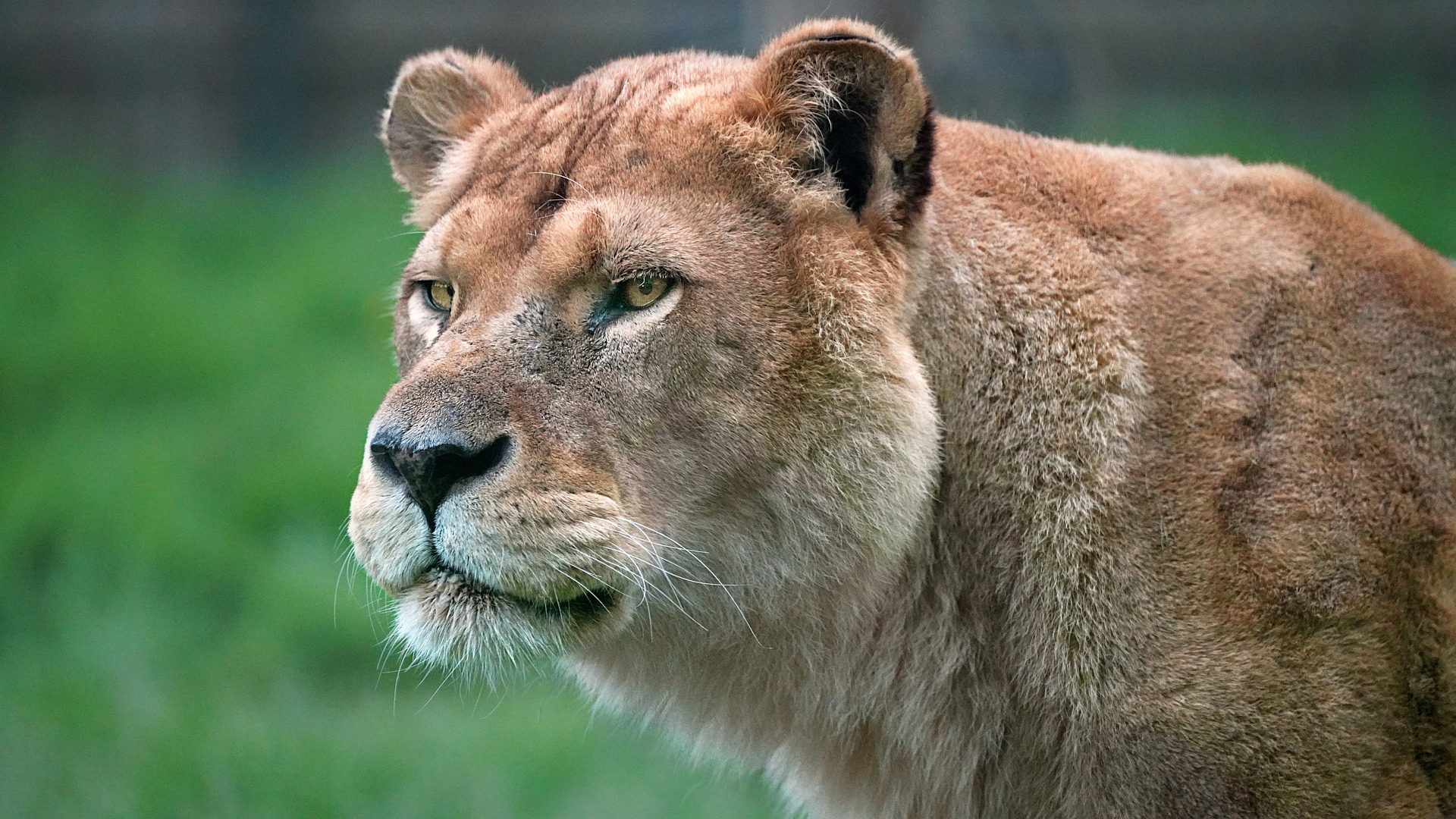 Predators of the Wild