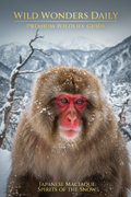 Japanese macaque snow monkey portrait — Wild Wonders Daily Premium Wildlife Guide